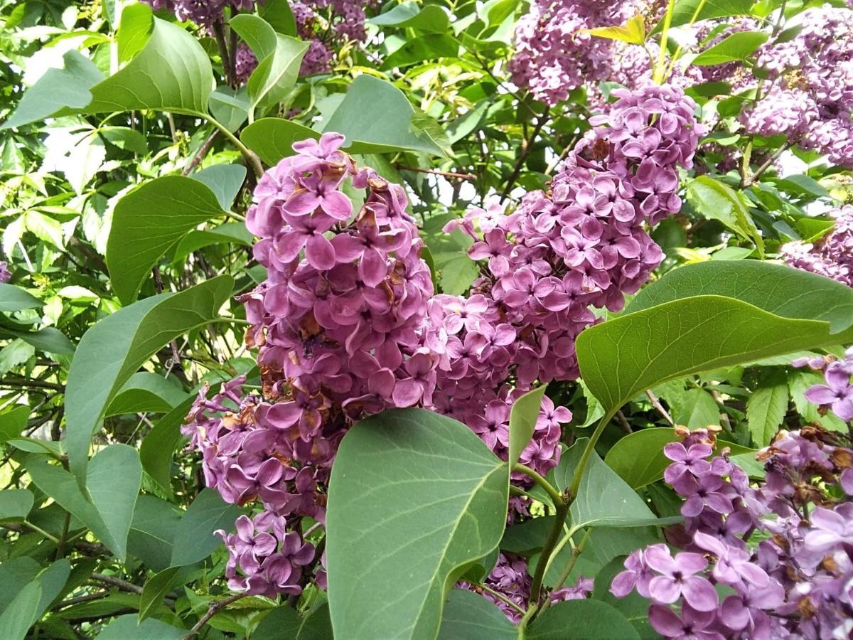 哥斯托德尔布里克度假屋 Seebach  外观 照片